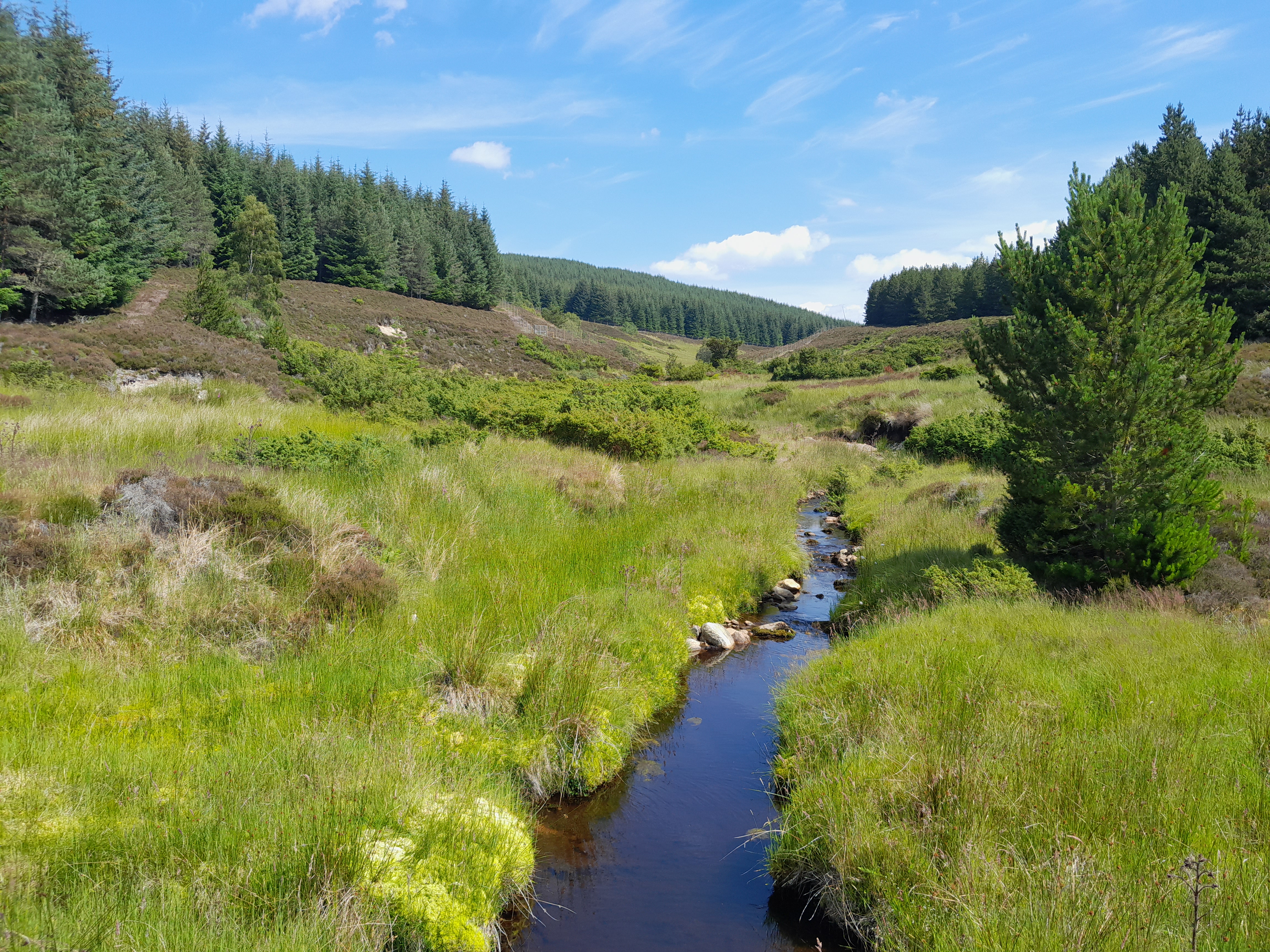 A landscape with grass, trees and river