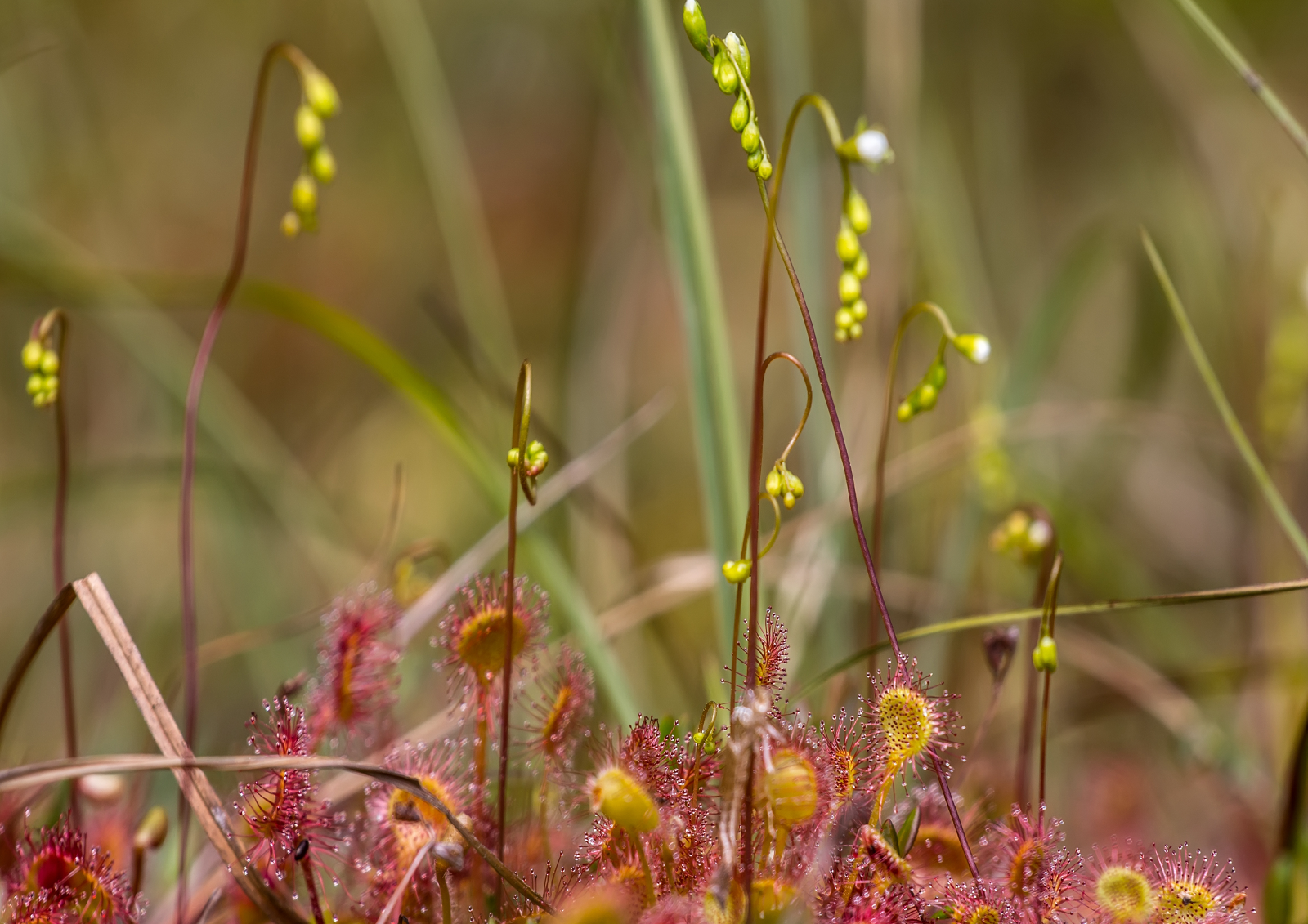 Peatlands in nature and the environment