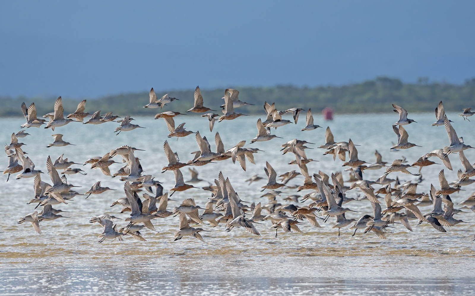 Mixed flock in flight