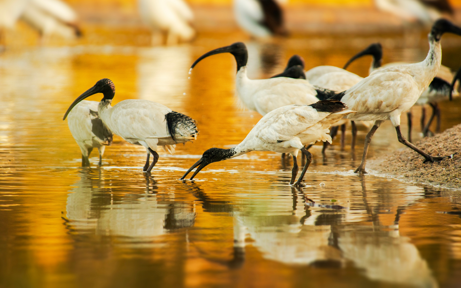 The Australian 'bin chicken' drinking water