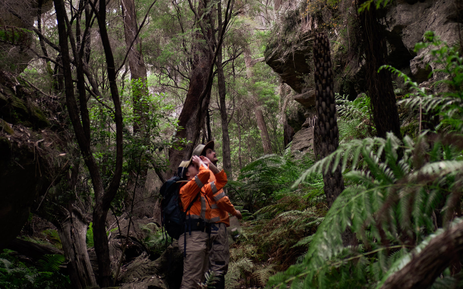 RPS ecologists surveying birds