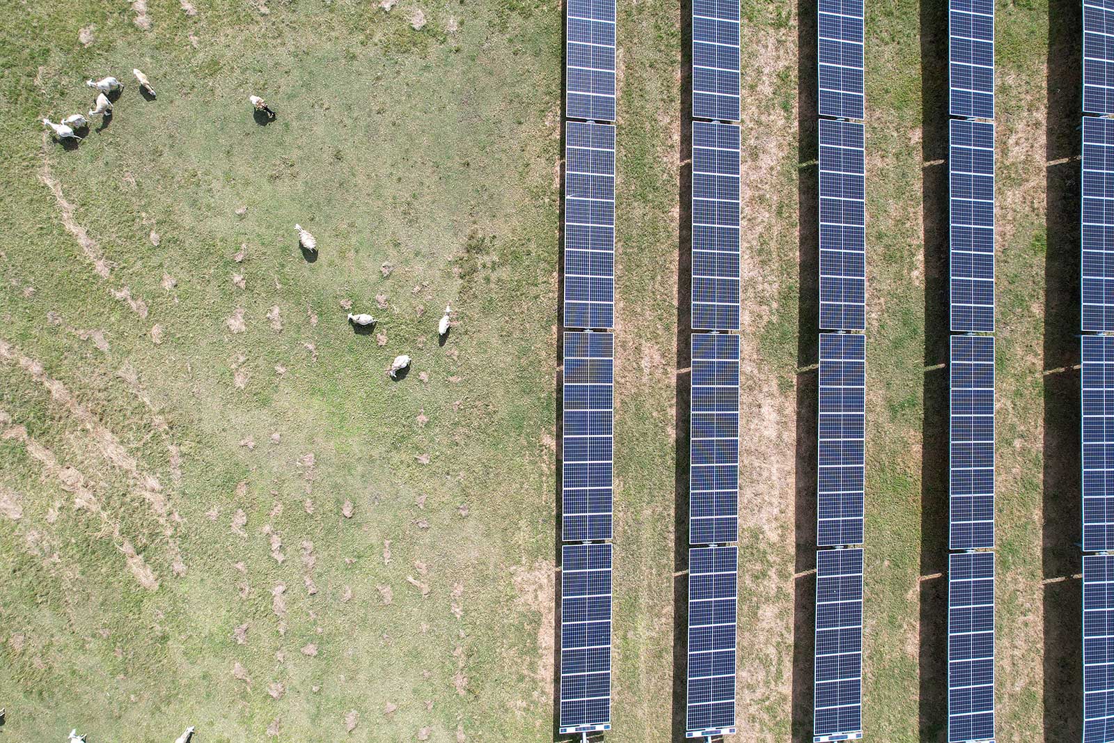 Warwick Solar Farm