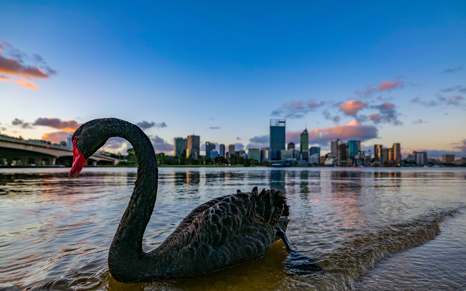 WA's Black Swan bobbing in the Perth foreshore