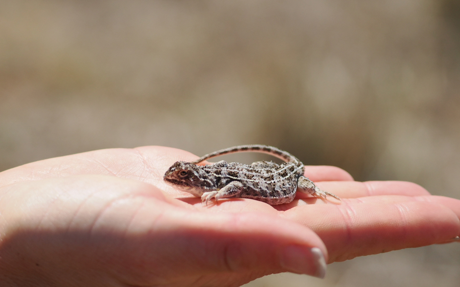 Close encounters: RPS ecologists with the Coonerang Monaro Grassland Earless Dragon