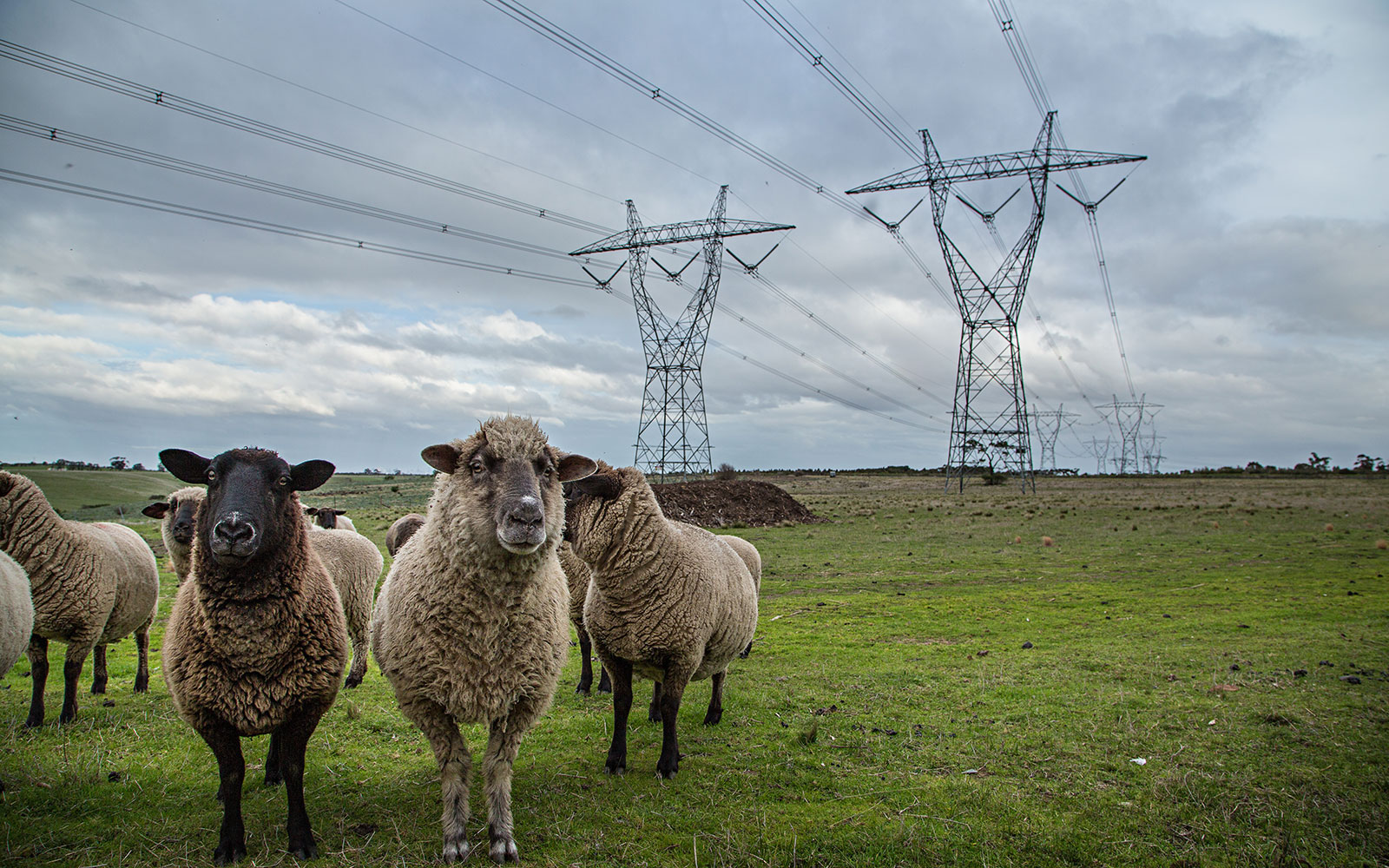 Sheep And Transmission Lines