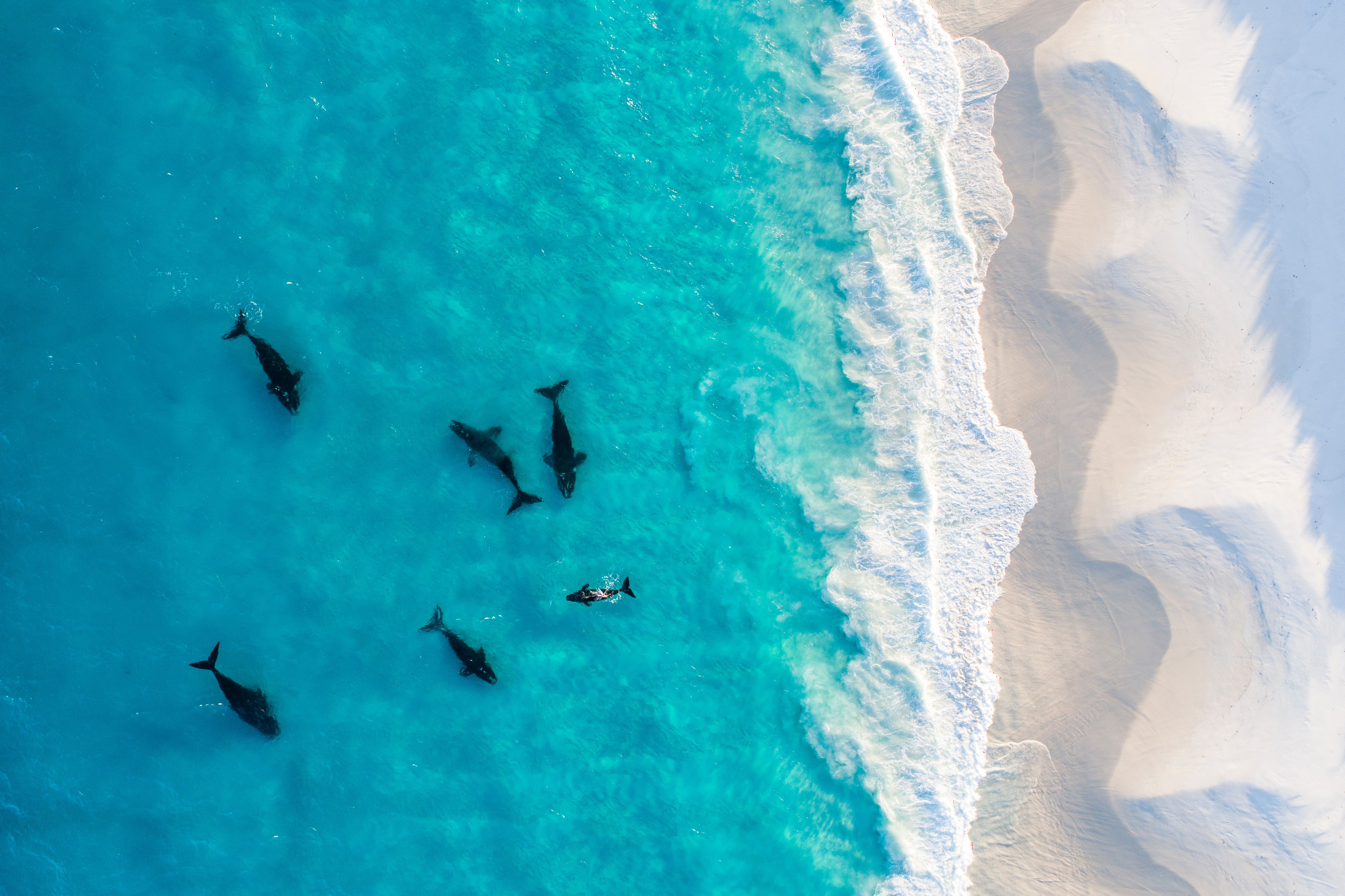 A cluster of Southern Right Whales. These mammals can be found in the Taranaki Bight in New Zealand.  