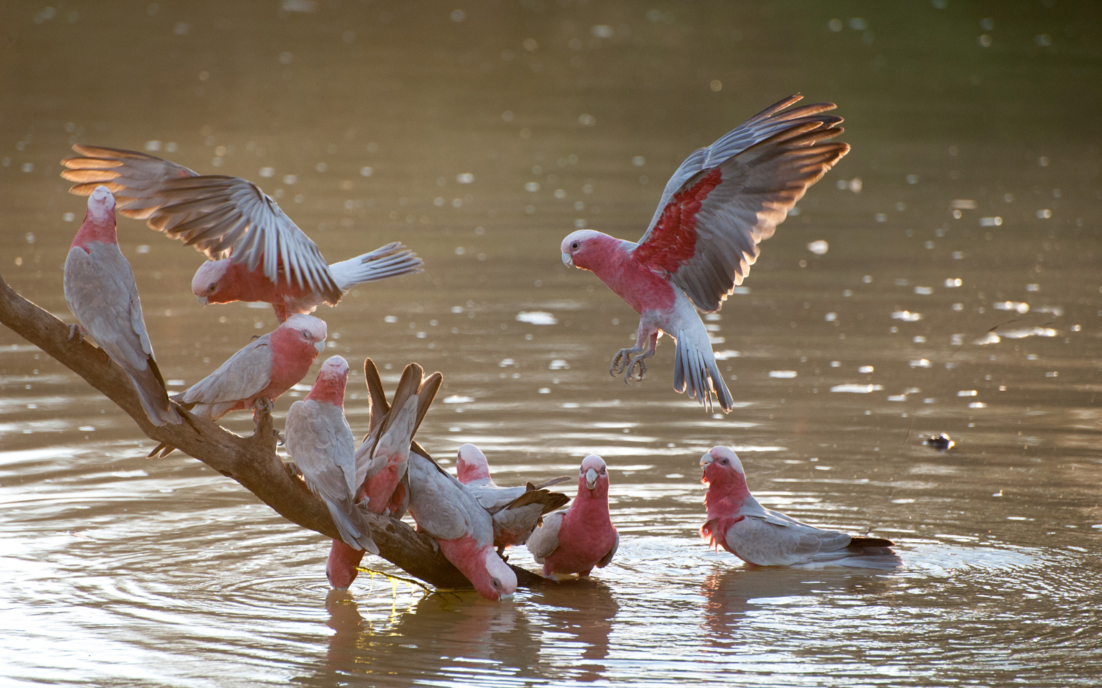 Australian galahs bathing in water