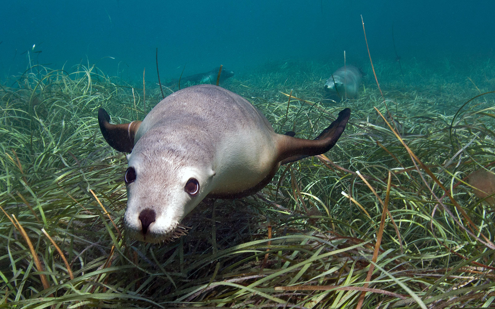 Seagrasses are a key benthic species.
Image: fur seal swimming over seagrass meadow, shallow clear water